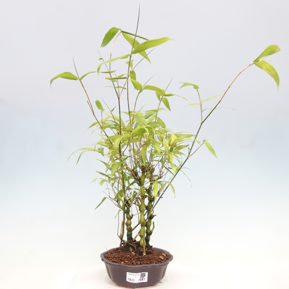 Bonsai wewnętrzne - Bambusowy Budda - Brzuch Bambusowego Buddy
