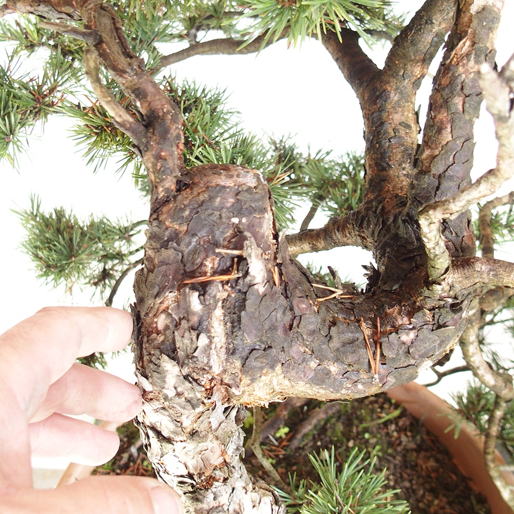 Yamadori - Pinus sylvestris Hiszpania
