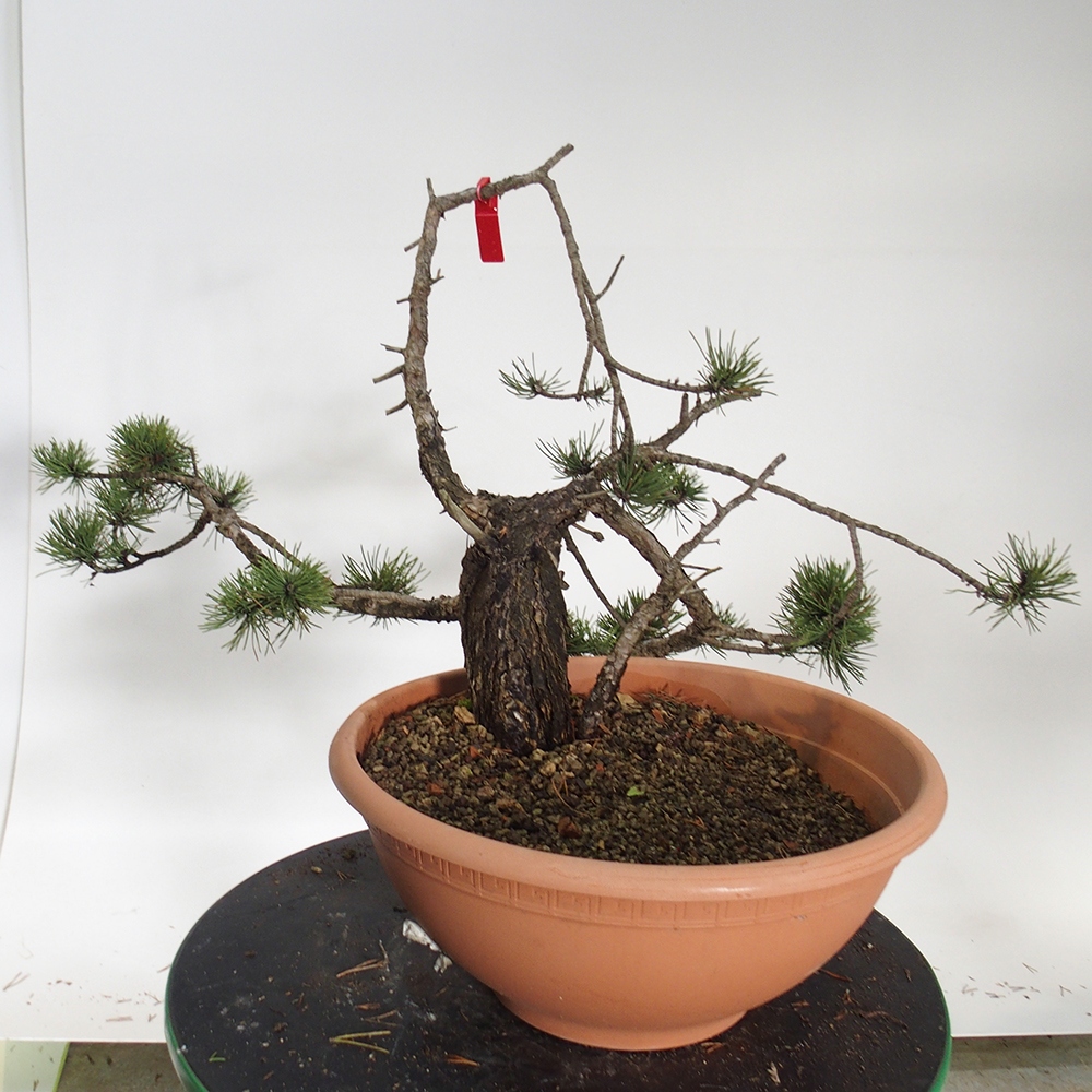 Yamadori - Pinus sylvestris Hiszpania