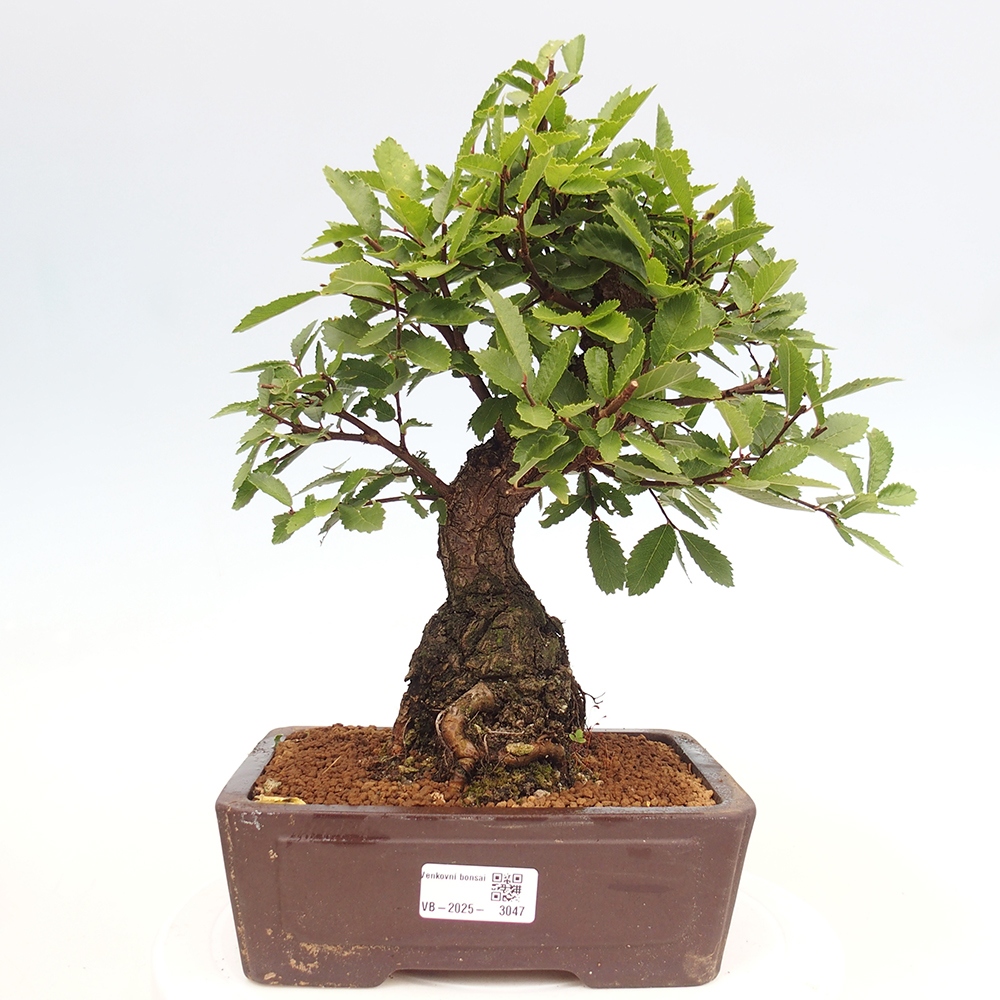Bonsai na zewnątrz - Zelkova - Zelkova serrata