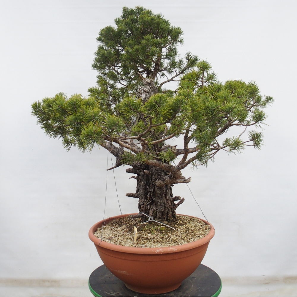 Yamadori - Pinus sylvestris Hiszpania
