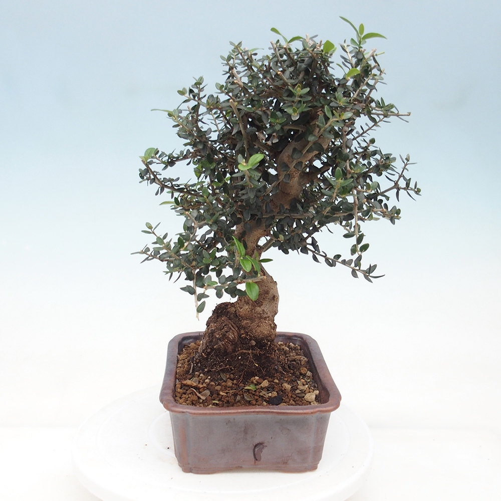 Bonsai do wnętrz - Olea europaea sylvestris
