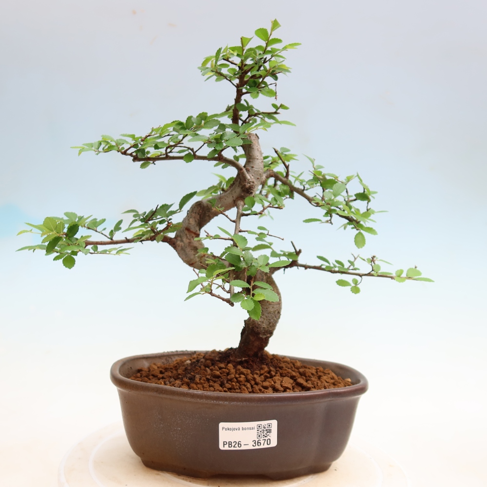 Pokój bonsai - Ulmus parvifolia - Wiąz drobnolistny