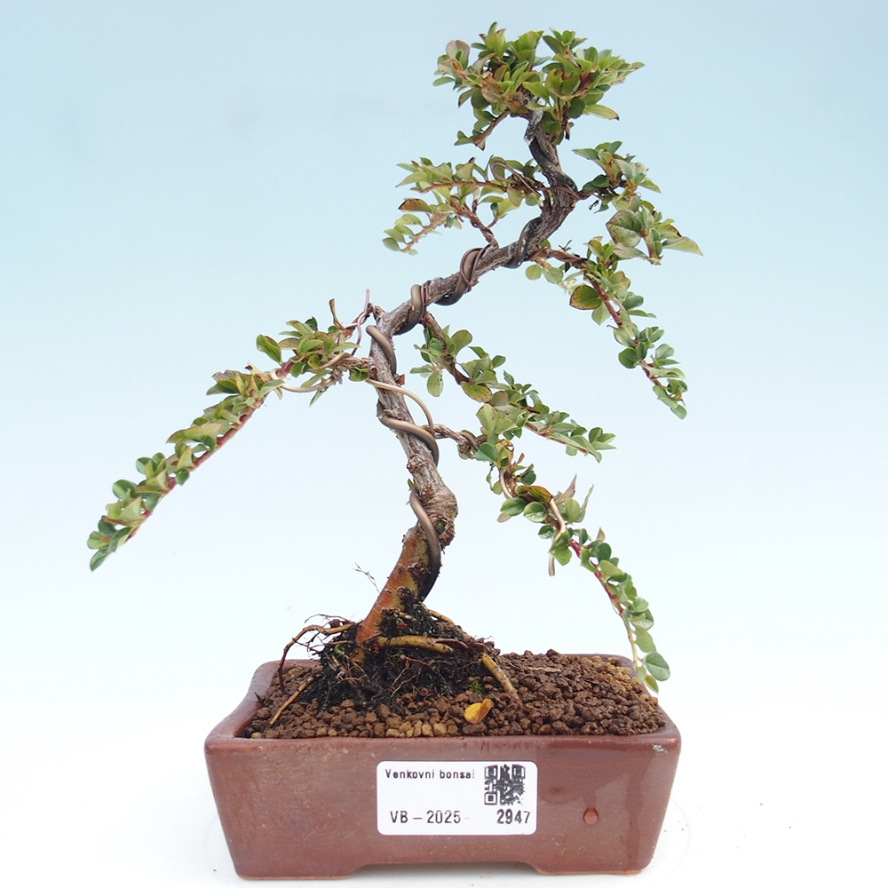 Plenerowe bonsai - Irga pozioma - Drzewo skalne
