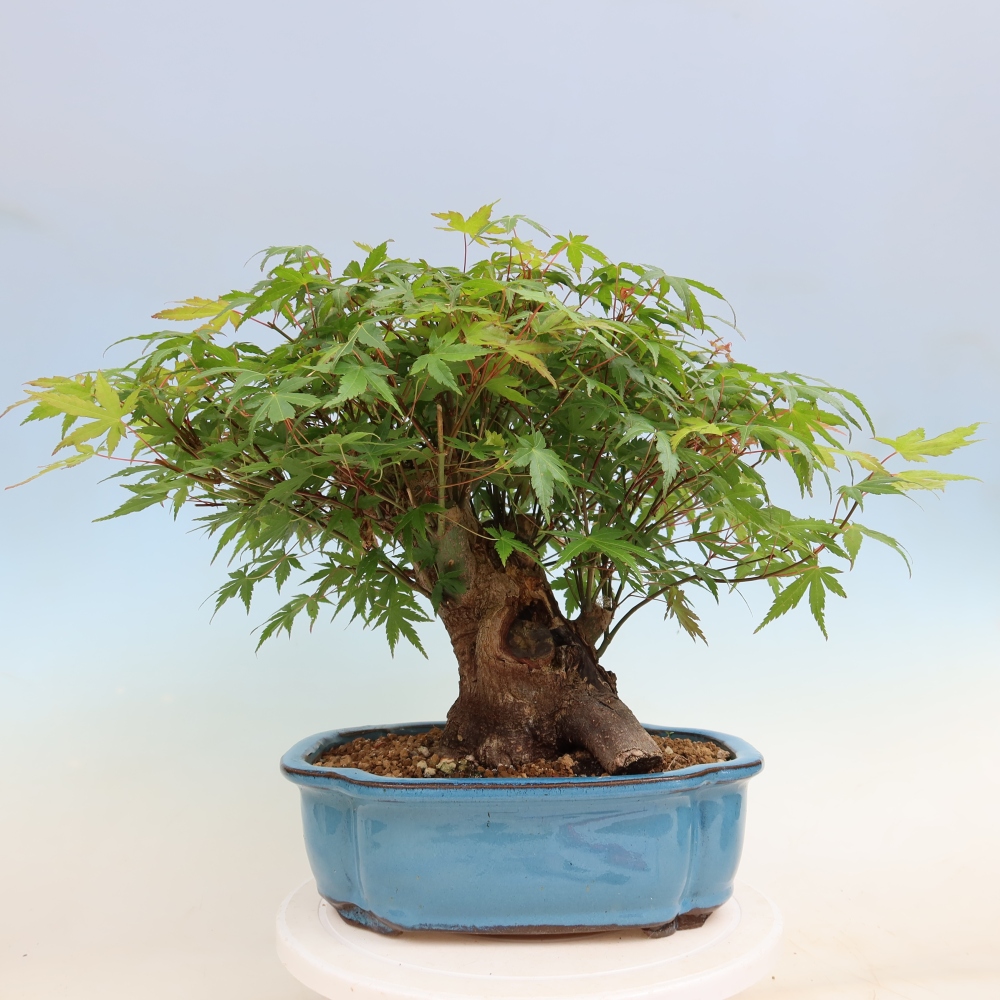 Outdoor bonsai - Klon burgeryjski - Acer burgerianum