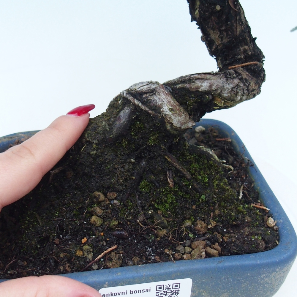 Outdoor bonsai - Juniperus chinensis Kishu - chiński jałowiec