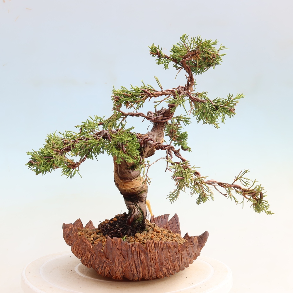 Bonsai ogrodowe – Juniperus chinensis Itoigawa – jałowiec chiński