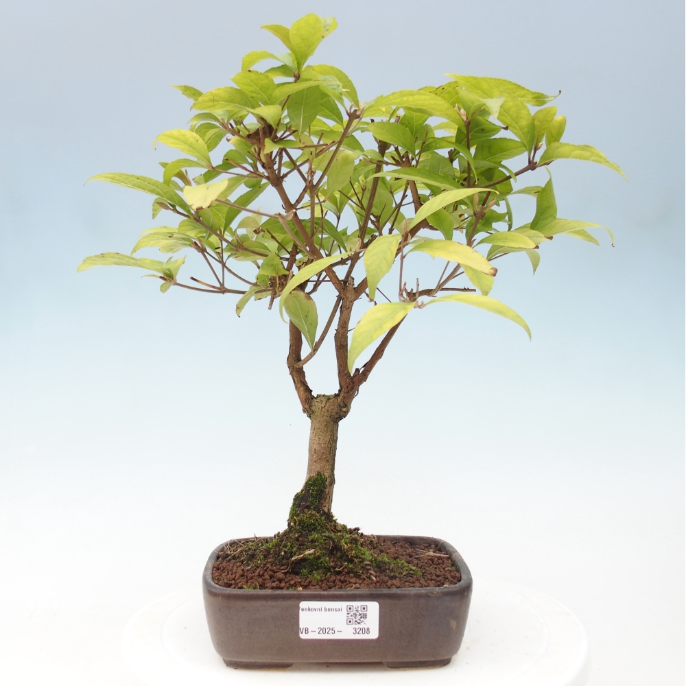 Outdoor bonsai - callicarpa jap Leucocarpa