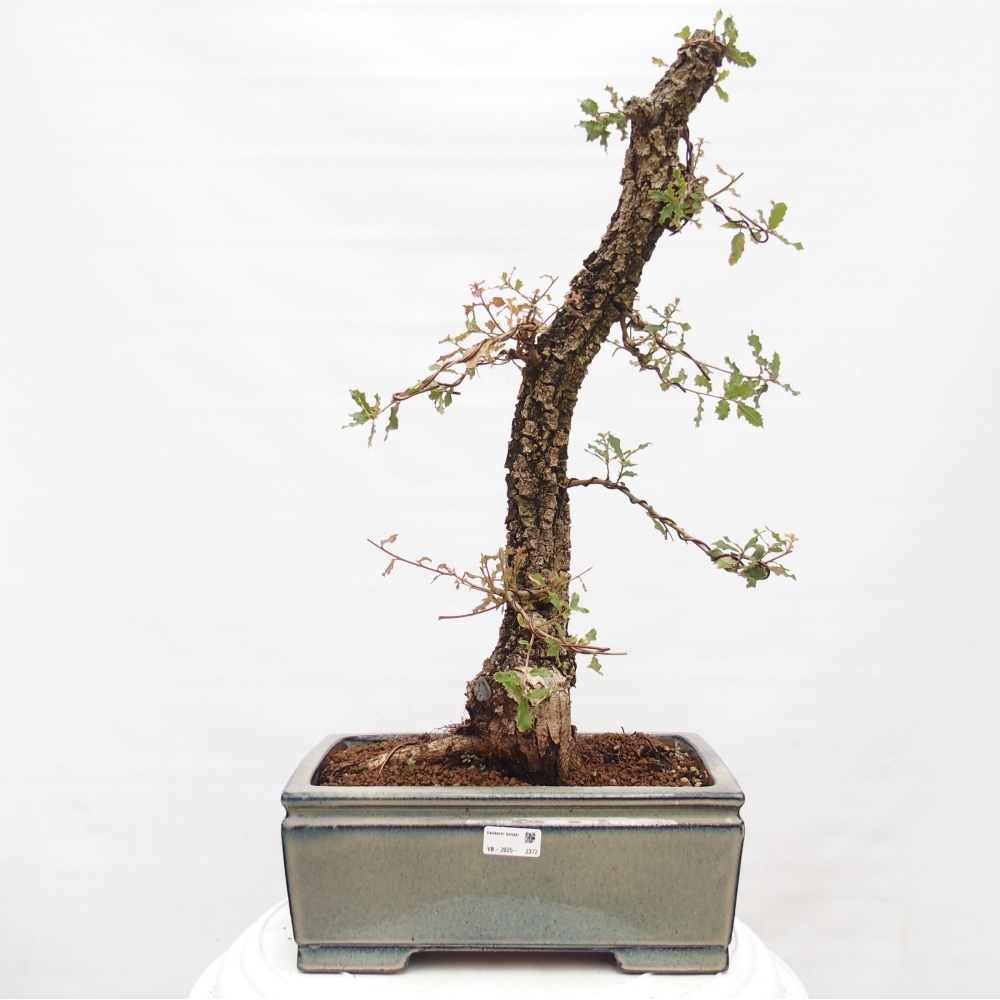 Yamadori - Quercus Ilex - Dąb ostrokrzewowy