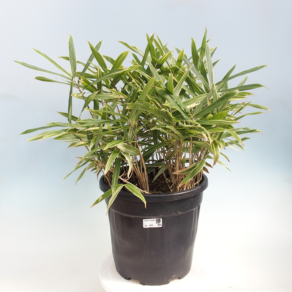 Bonsai zewnętrzne - Sasaella masamuneana Albostriata - Bambus