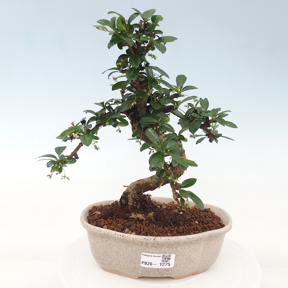 Bonsai pokojowe - Carmona macrophylla - Tea fuki