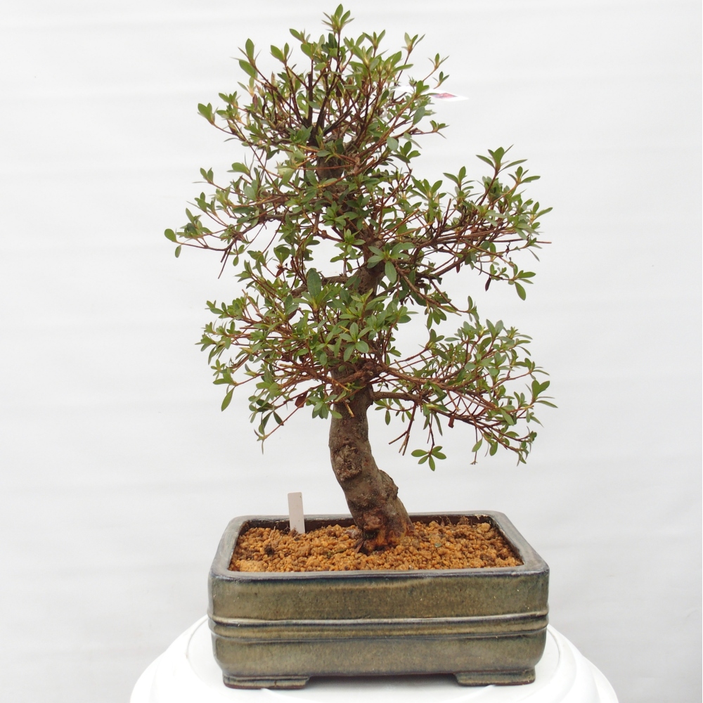 Bonsai zewnętrzne - Azalia japońska - Azalia Rin