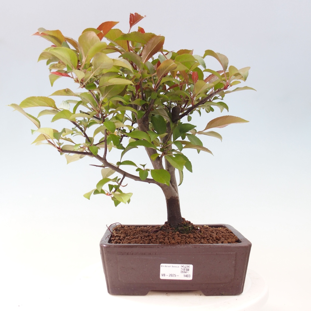Bonsai zewnętrzne - Malus domowy - Jabłoń czerwonolistna o drobnych owocach