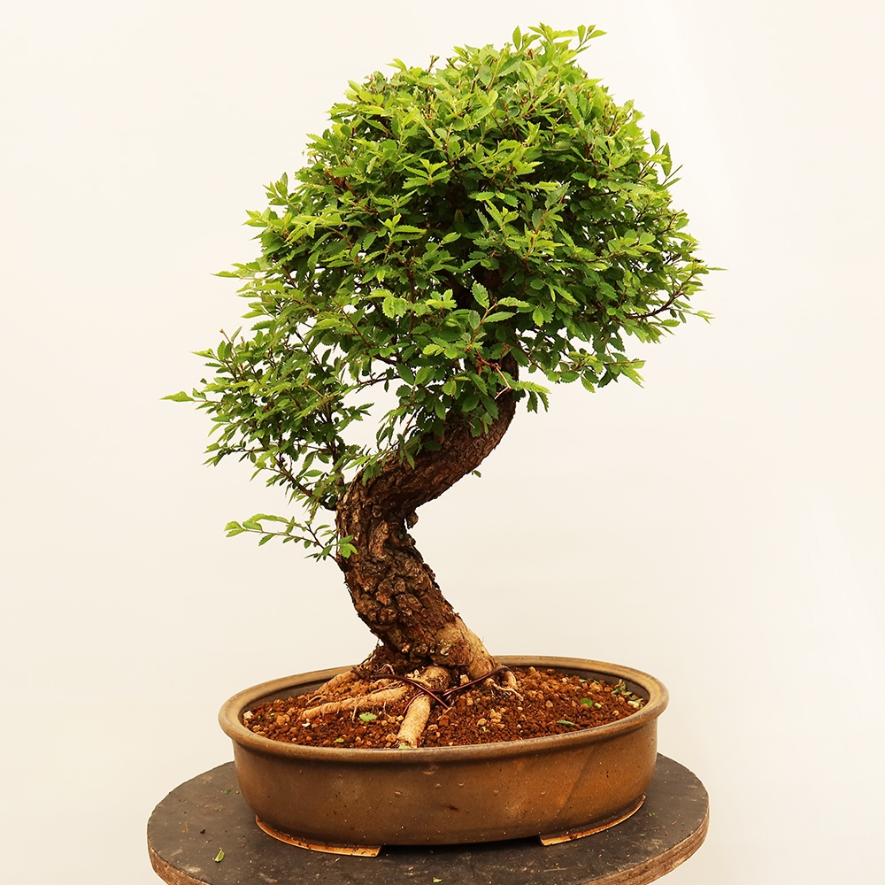 Bonsai na świeżym powietrzu - Zelkova - Zelkova NIRE