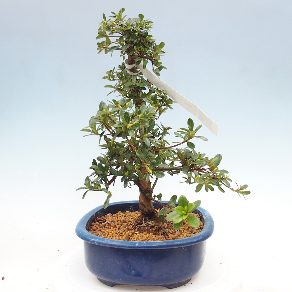 Bonsai zewnętrzne - Azalia japońska - Azalia Asahi-no-izumi