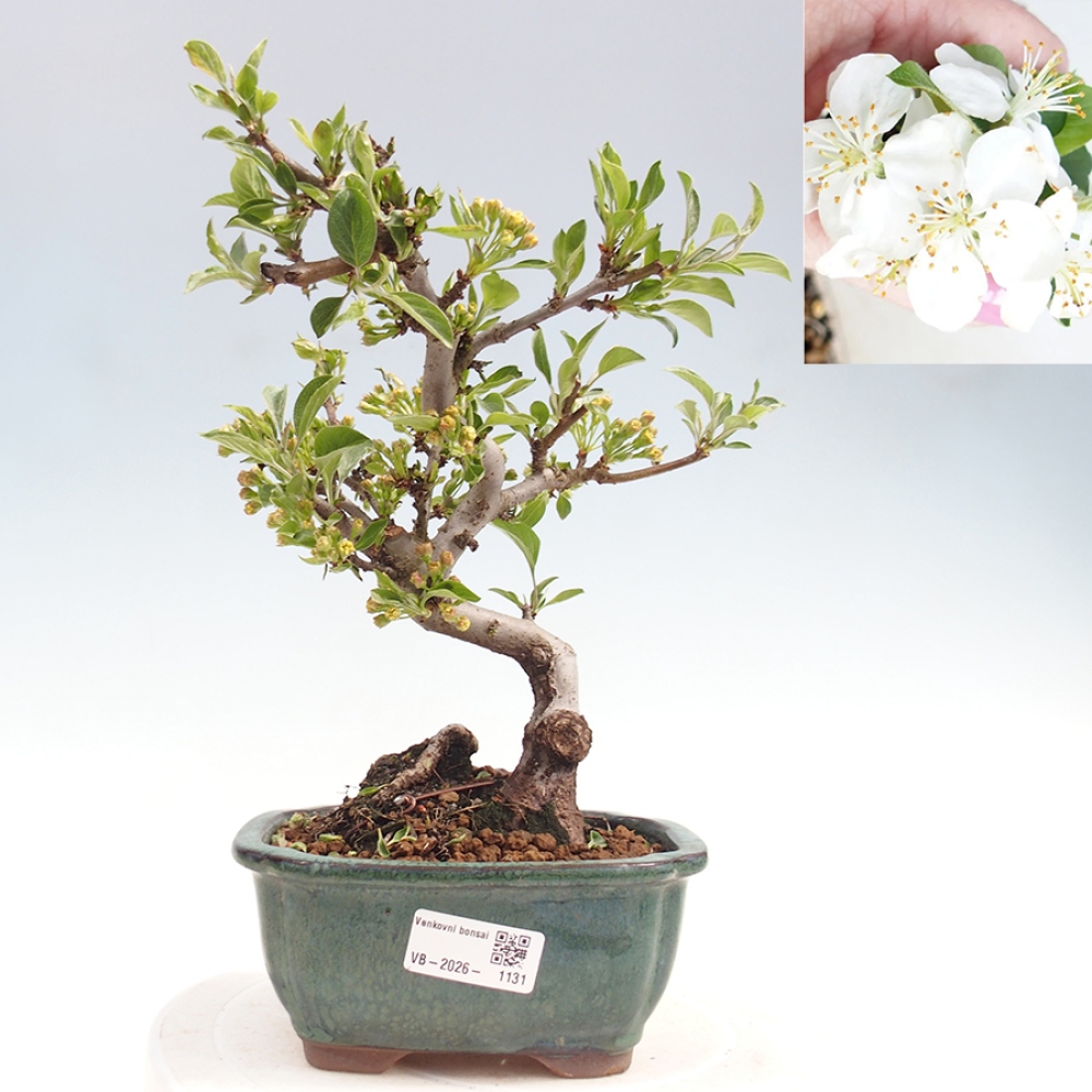 Outdoor bonsai - Malus sargentii - Jabłoń drobnoowocowa