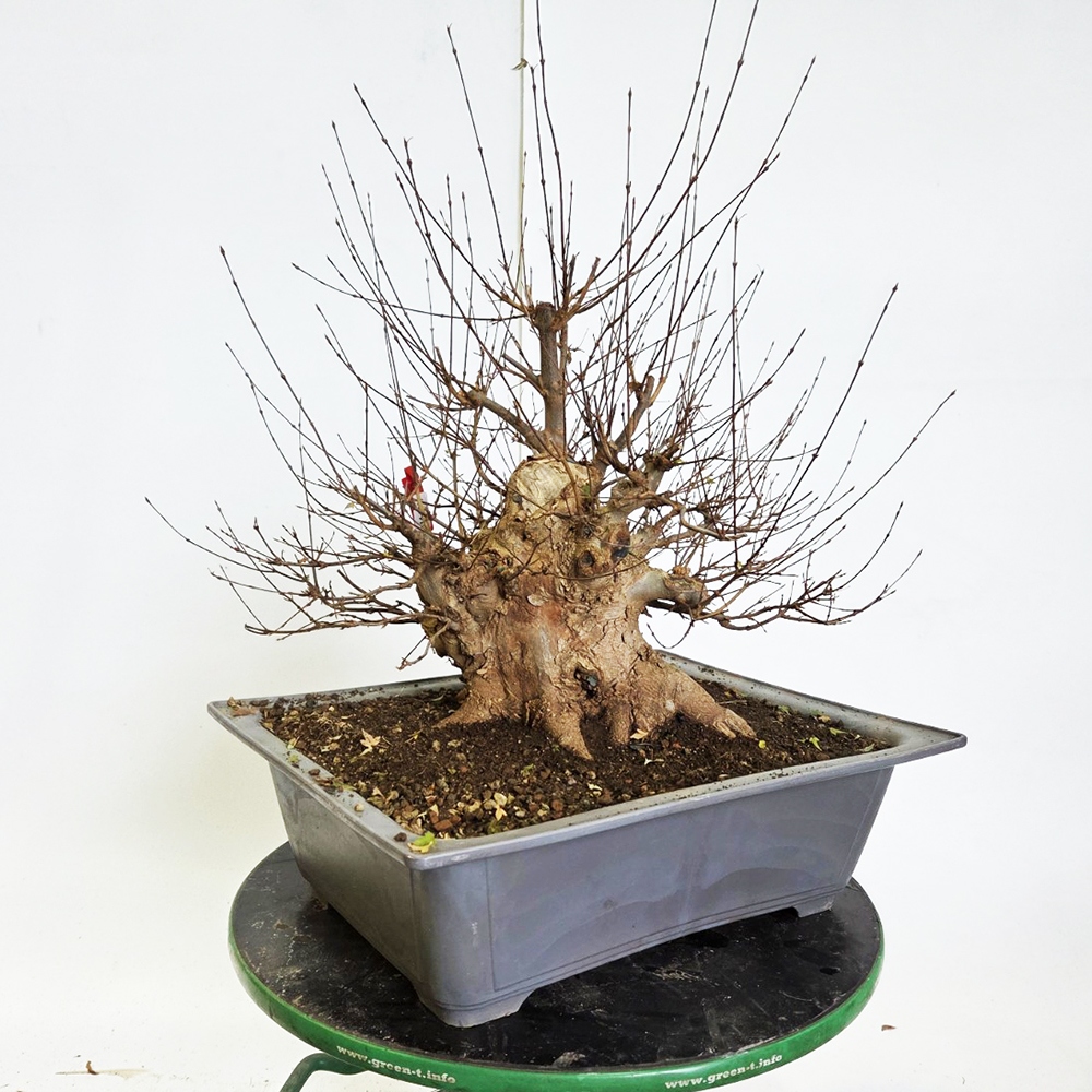 Klon bonsai na zewnątrz - Acer Burgeriana