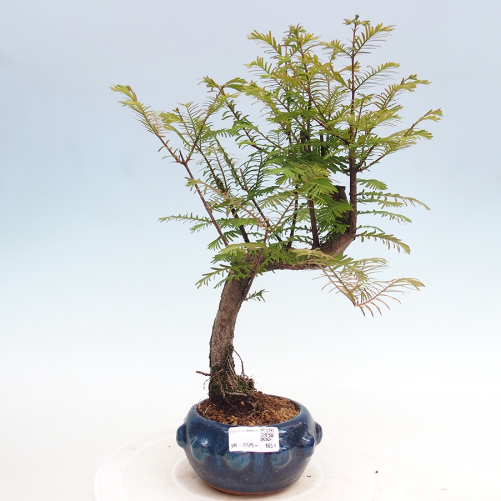 Outdoor bonsai - Metasequoia glyptostroboides - chińskie metasekvoje