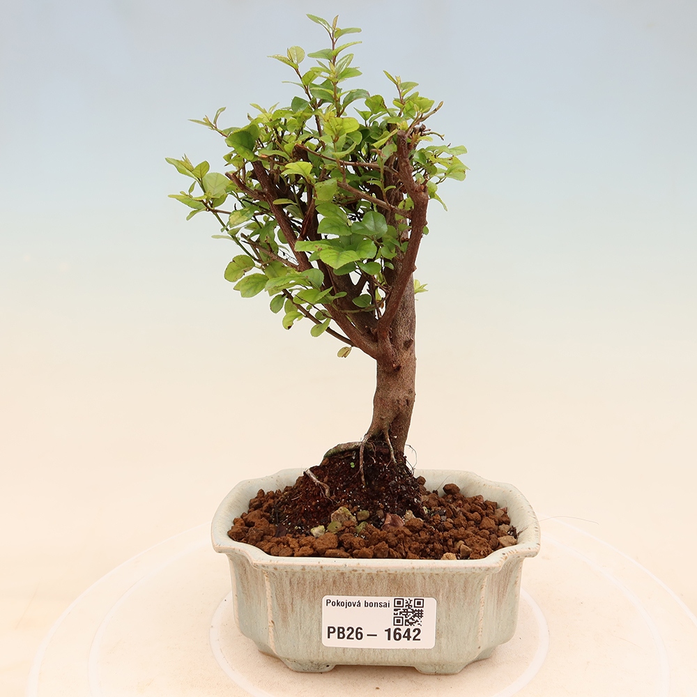 Bonsai pokojowe - Sageretia thea - Sageretia thea