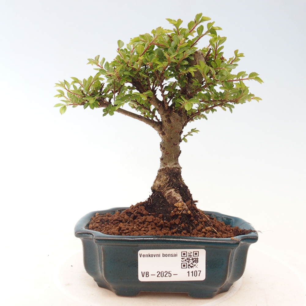Bonsai zewnętrzne - Ulmus parvifolia Sagei - Wiąz drobnolistny
