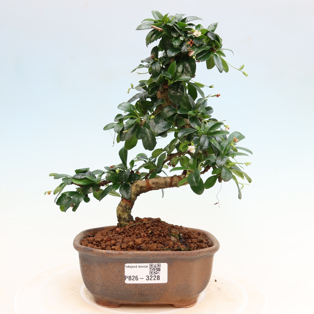 Bonsai pokojowe - Carmona macrophylla - Tea fuki