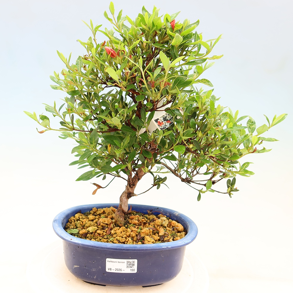Bonsai zewnętrzne - Azalia japońska - Azalia Matsunami