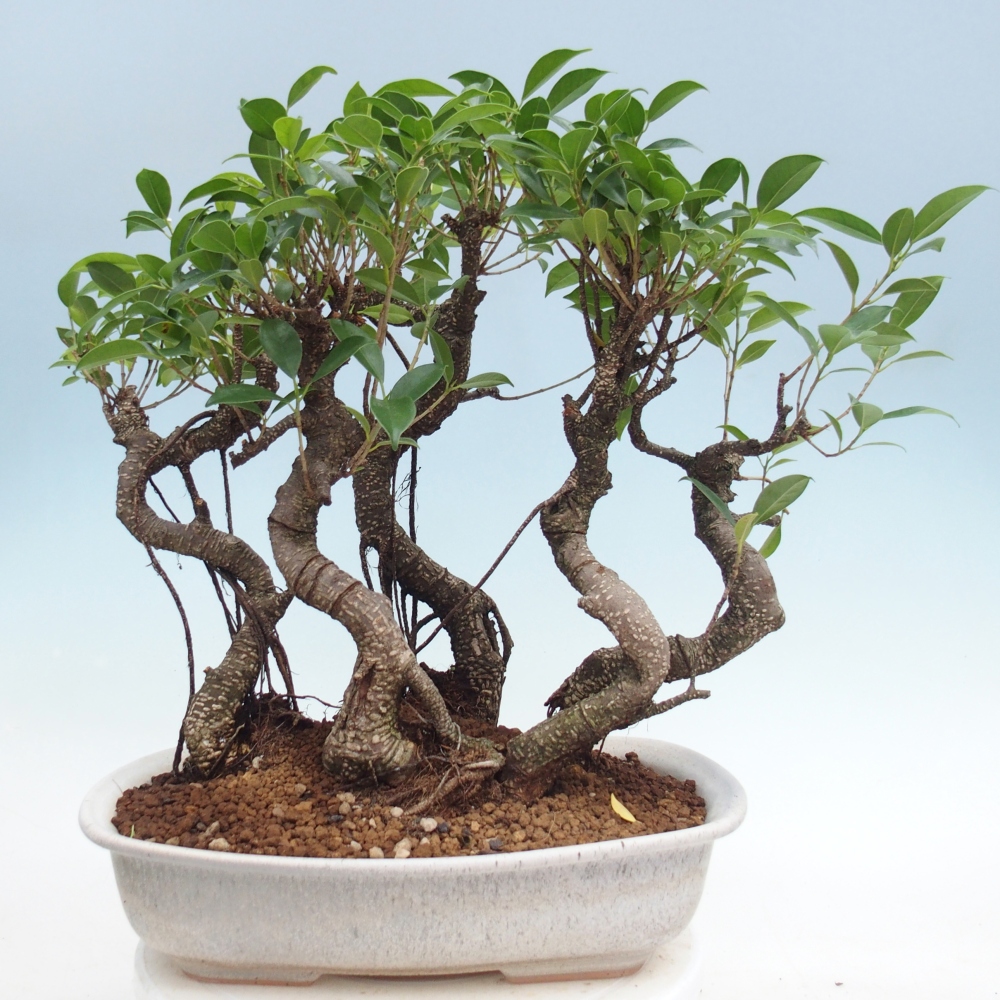 Pokój bonsai - Ficus kimmen - figowiec drobnolistny