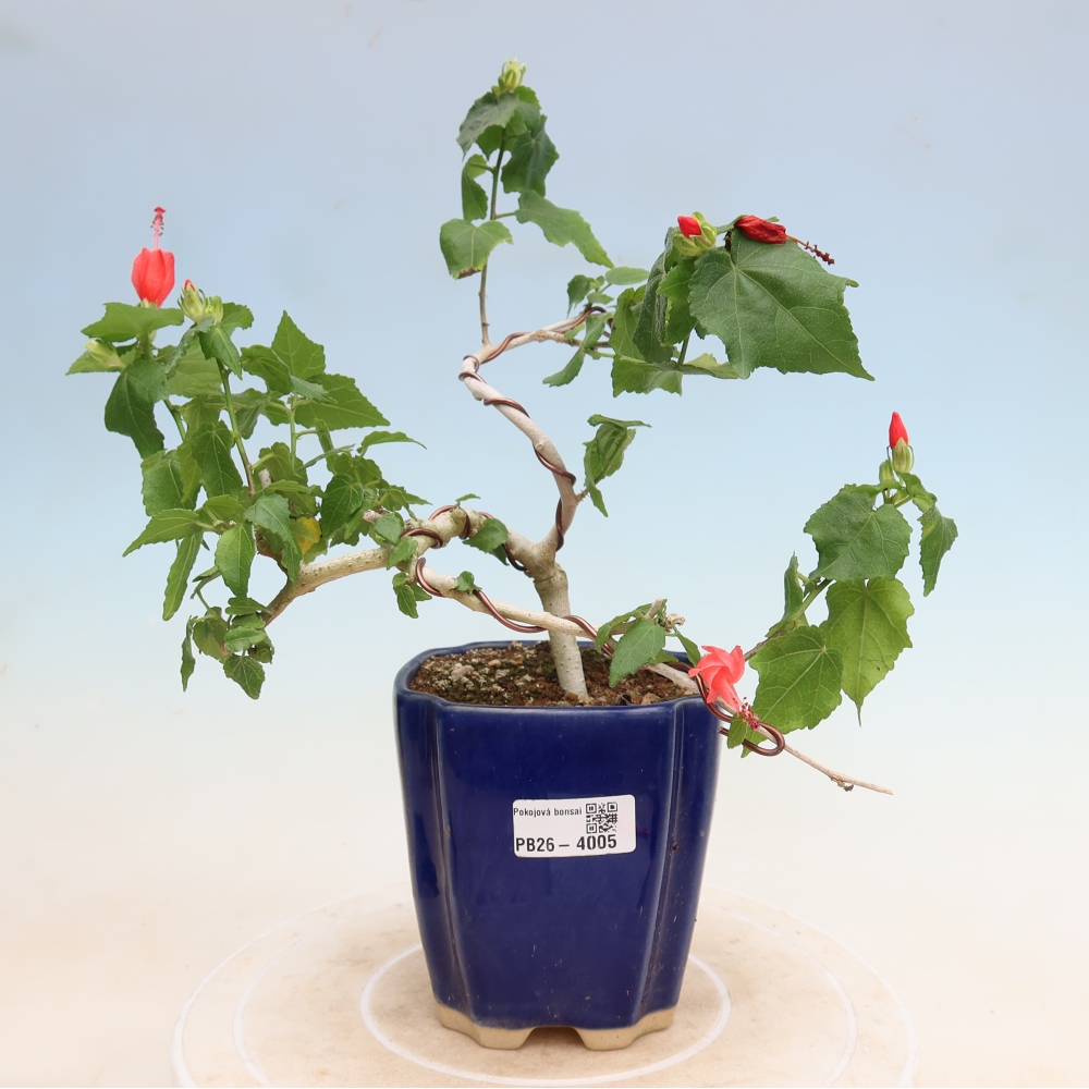 Bonsai domowe - Malvaviscus arboreus