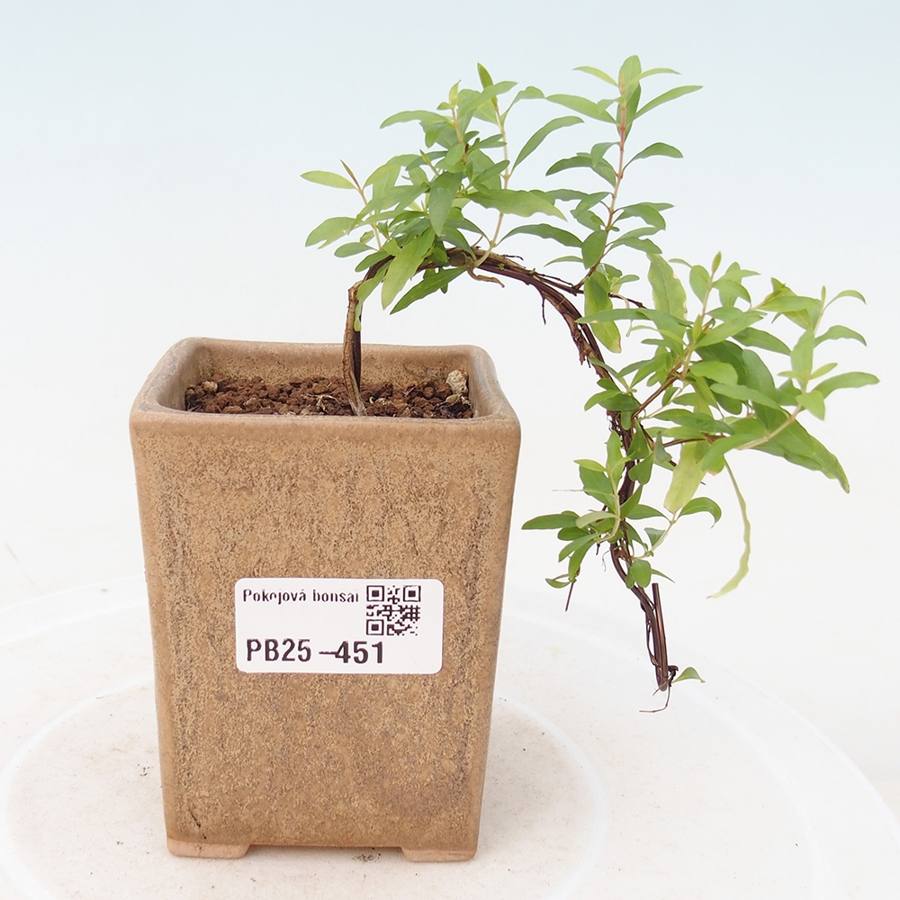 Pokój bonsai-Punica granatum -Granat