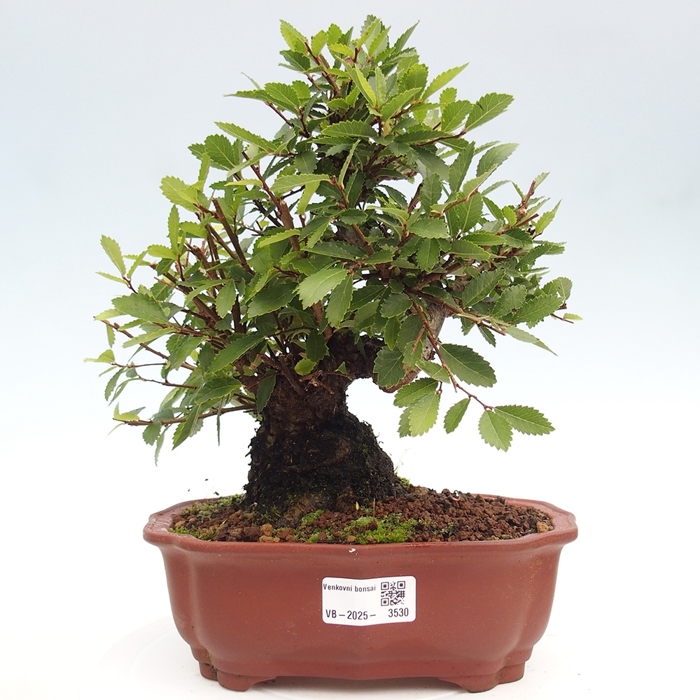 Bonsai na zewnątrz - Zelkova - Zelkova serrata