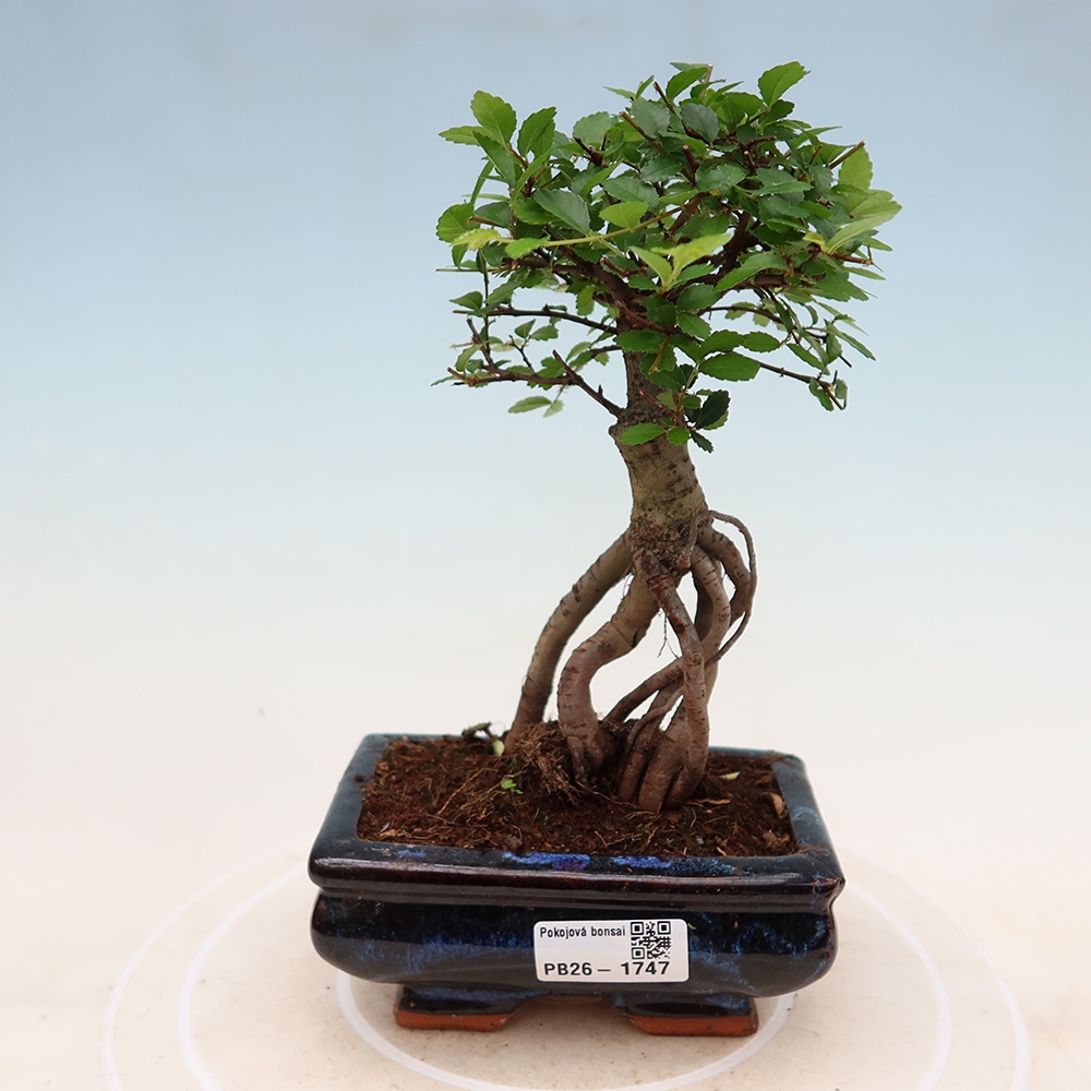 Pokój bonsai - Ulmus parvifolia - Wiąz drobnolistny