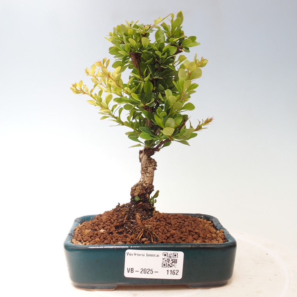 Outdoor bonsai - Berberis thunbergii - Berberys