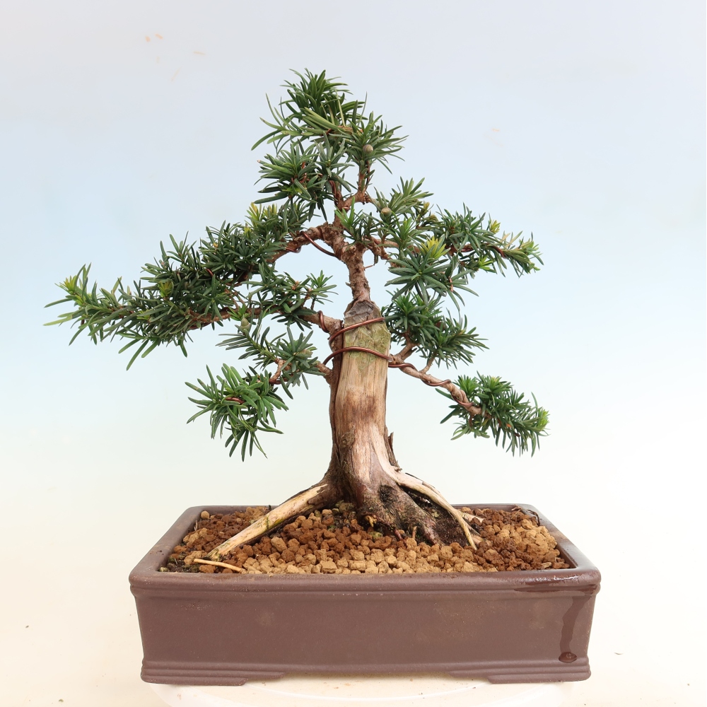Bonsai ogrodowe – Taxus cuspidata – cis japoński