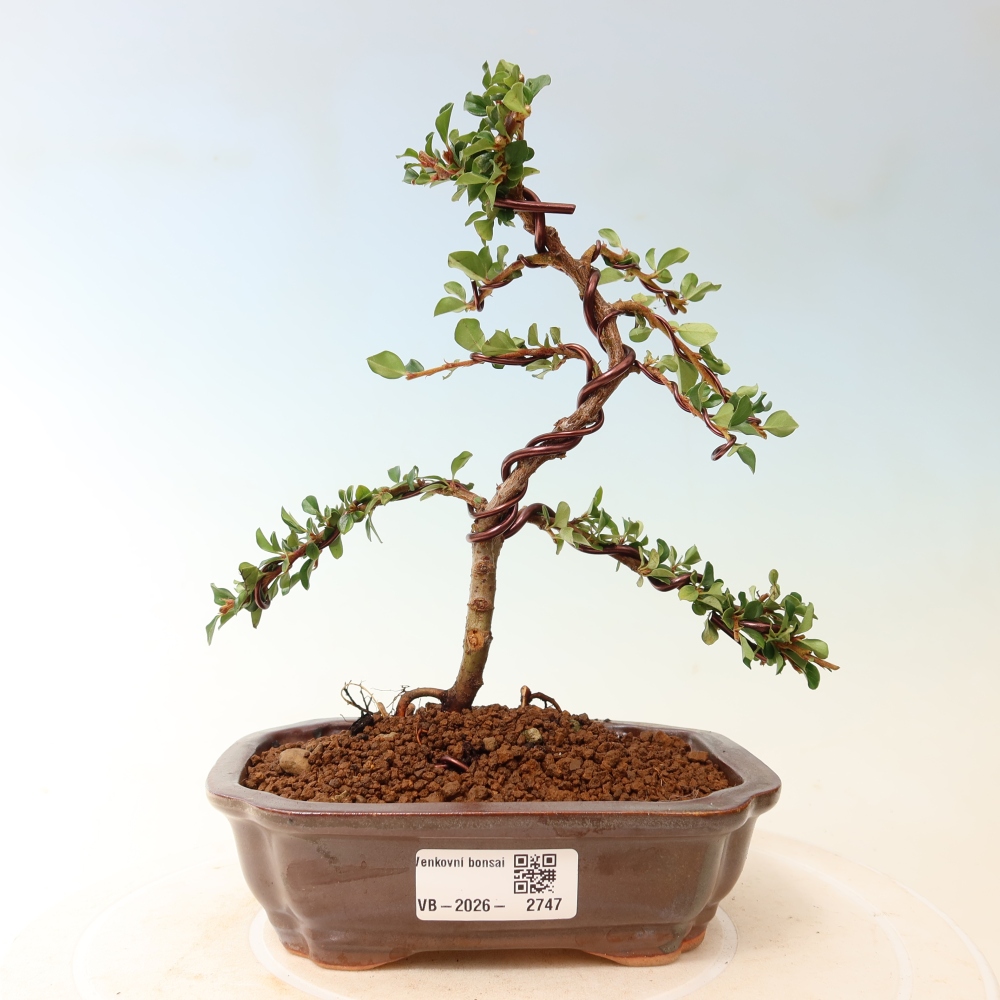 Outdoor bonsai - irga pozioma - Rocky Mountain