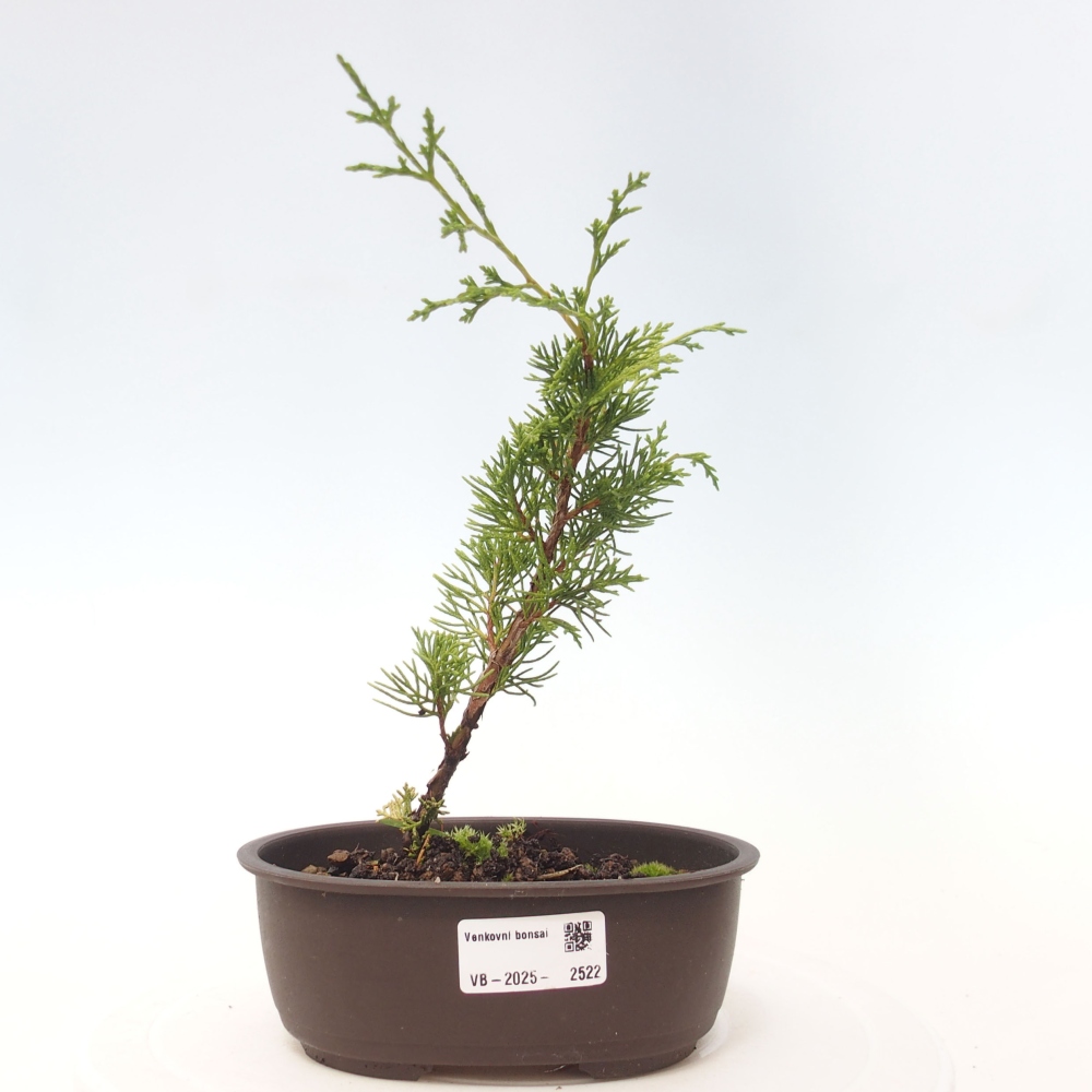 Outdoor bonsai - Juniperus chinensis Itoigawa - Jałowiec chiński