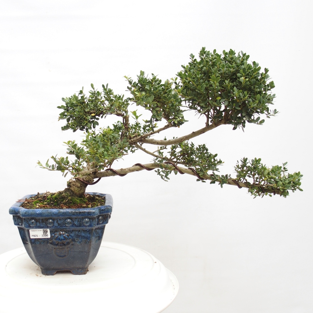 Kryty bonsai - Ilex crenata - Holly
