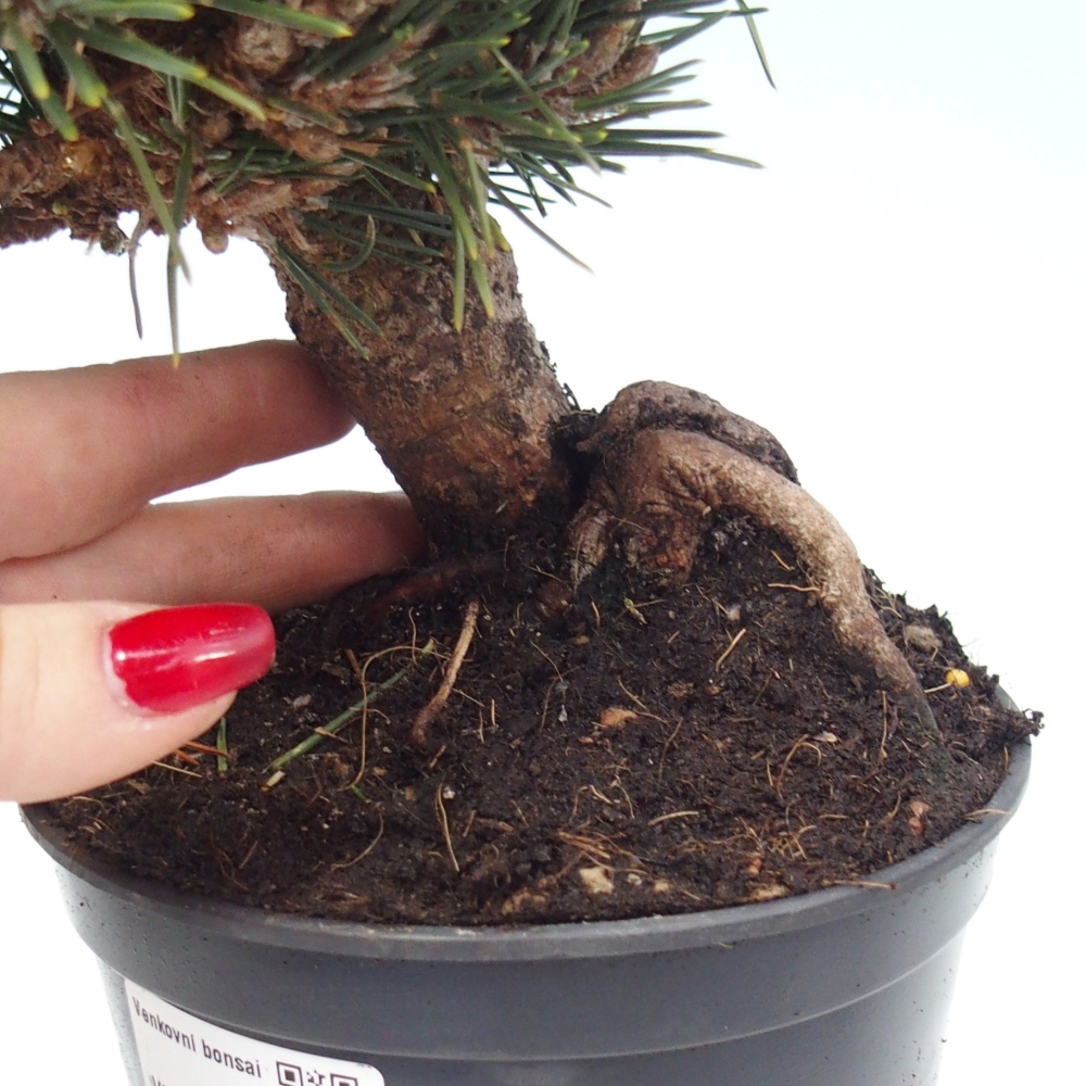 Outdoor bonsai - Pinus thunbergii senjyumaru - Sosna Thunberga