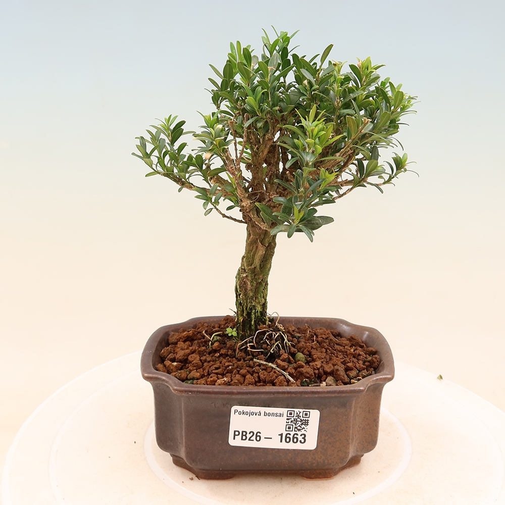 Pokój bonsai - Buxus harlandii - buxus korkowy
