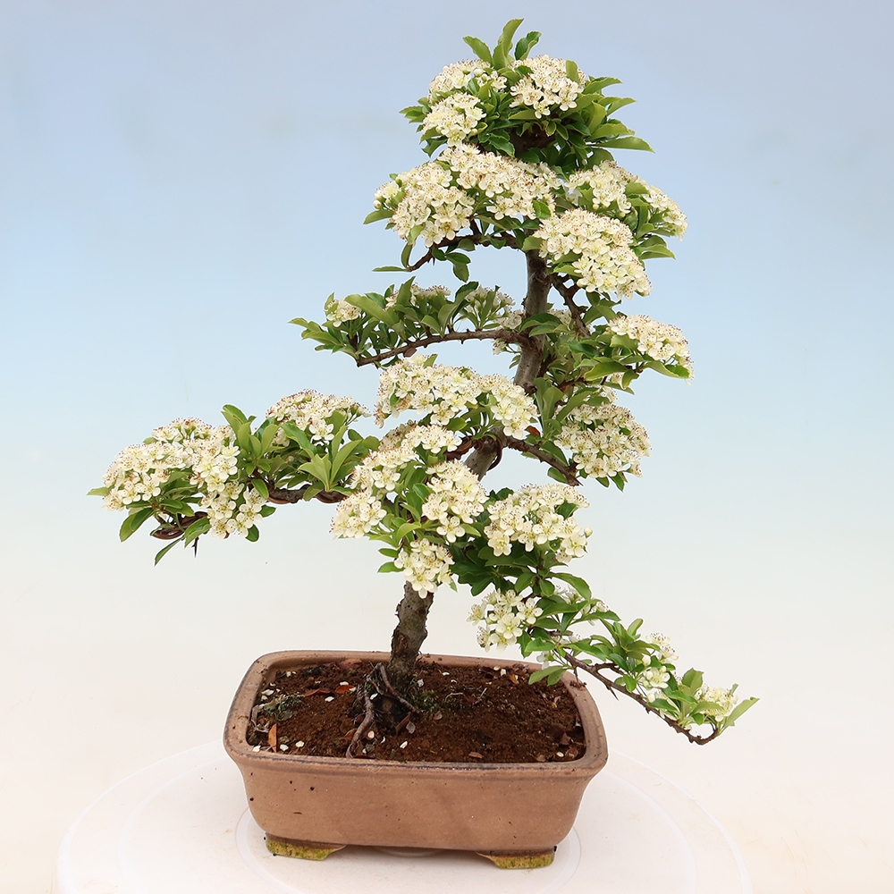 Bonsai ogrodowe – Pyracantha teton – ognik szkarłatny