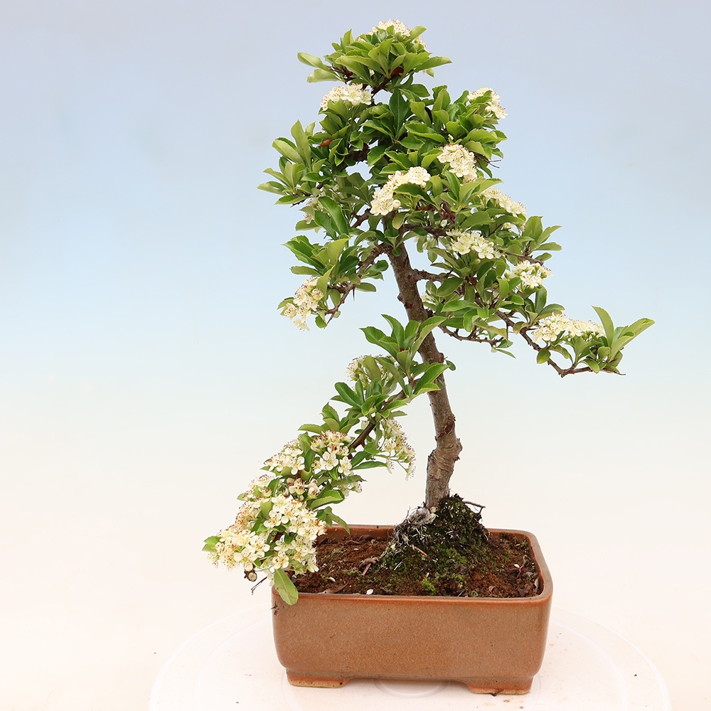 Bonsai ogrodowe – Pyracantha teton – ognik szkarłatny