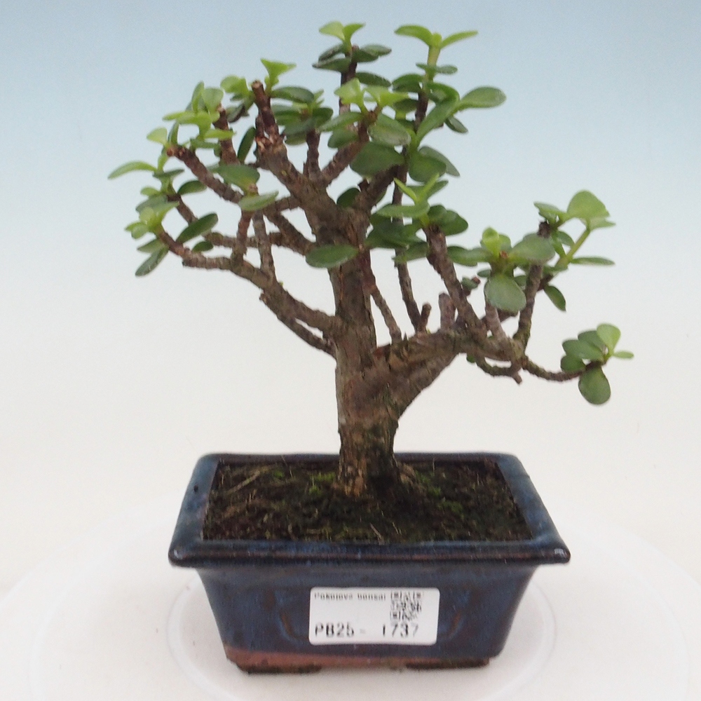 Kryte bonsai - Portulakaria Afra - Tlustice