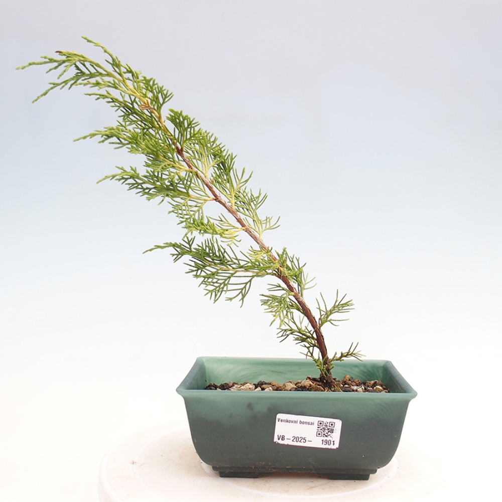 Outdoor bonsai - Juniperus chinensis Itoigawa - Jałowiec chiński