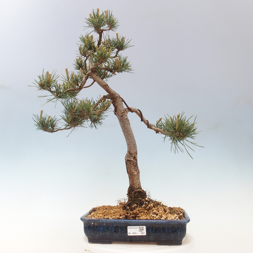 Outdoor bonsai - Pinus Sylvestris - sosna zwyczajna