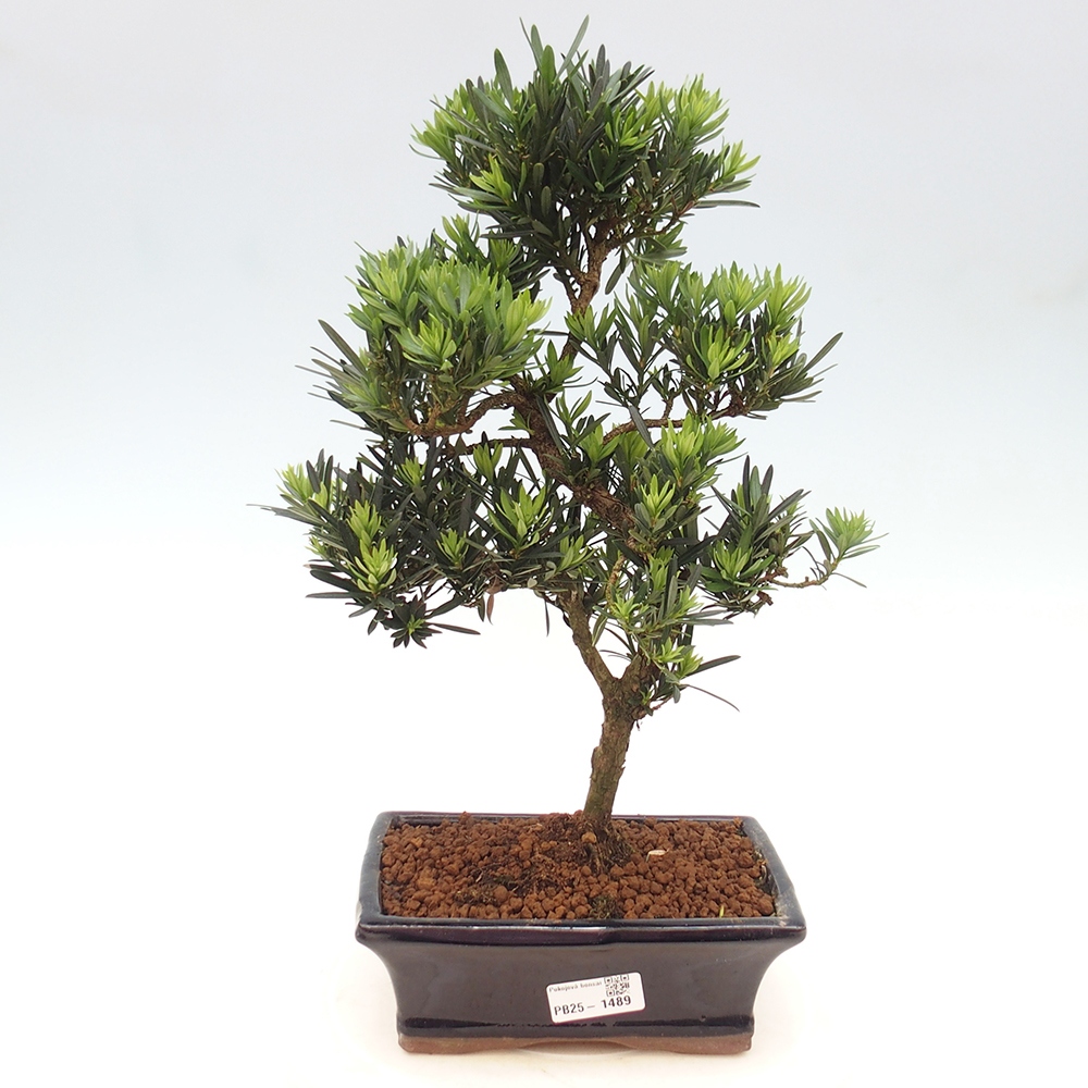 Kryty bonsai - Podocarpus - Kamień tys