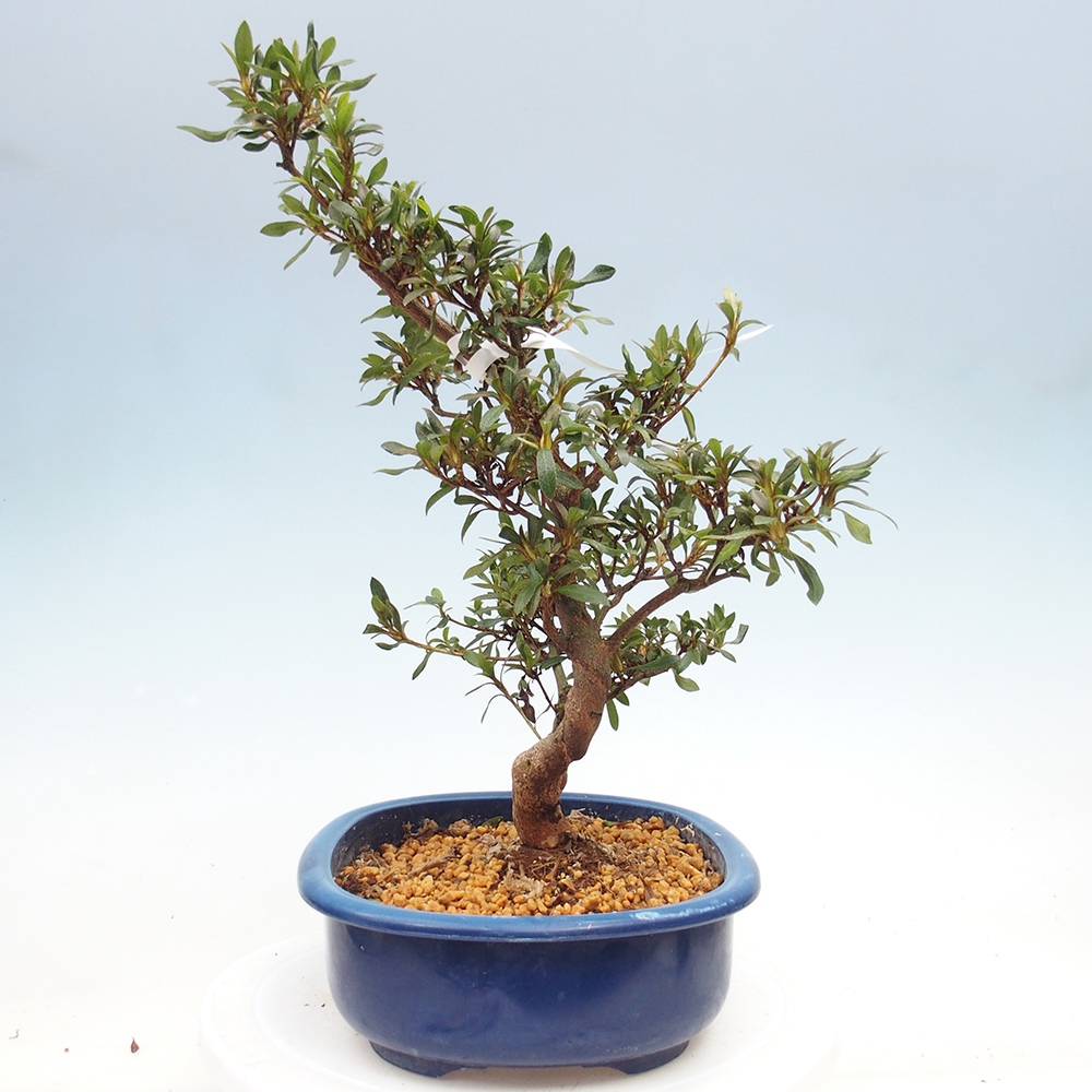 Bonsai zewnętrzne - Azalia japońska - Azalia CHIHIRO