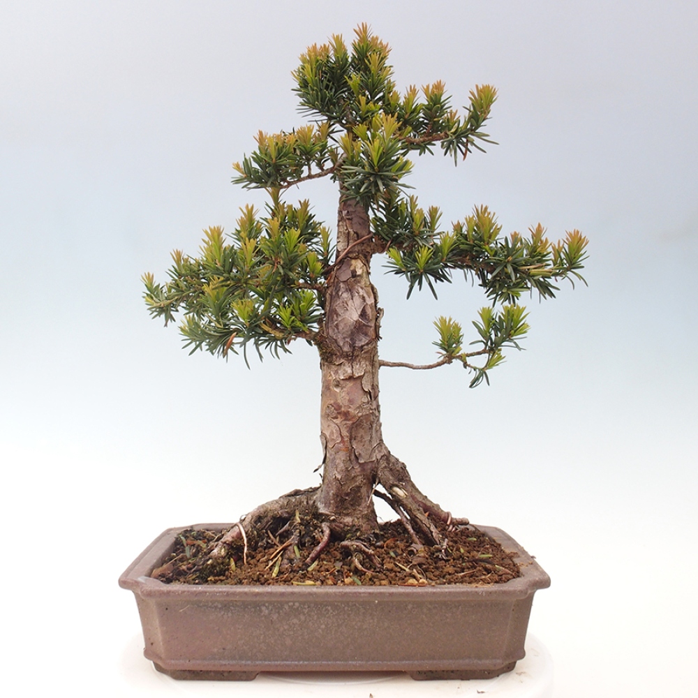 Bonsai na zewnątrz - Taxus cuspidata - cis japoński