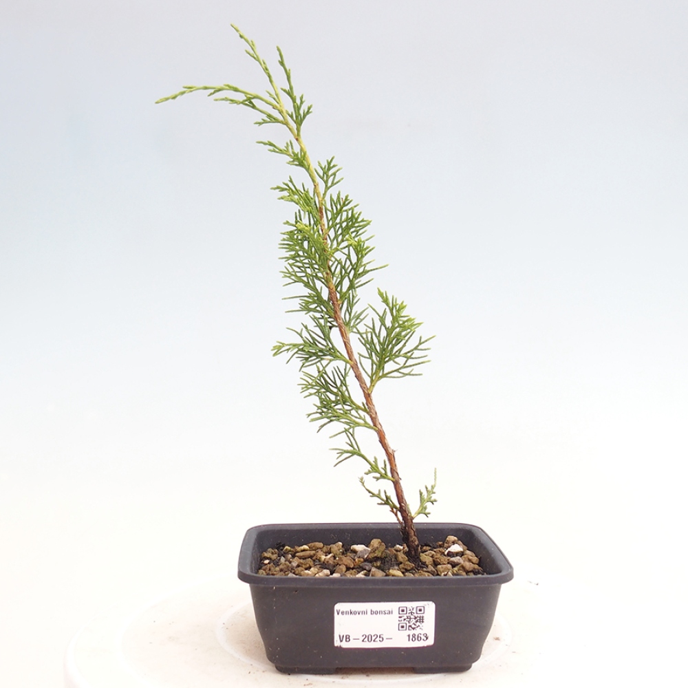 Outdoor bonsai - Juniperus chinensis Itoigawa - Jałowiec chiński