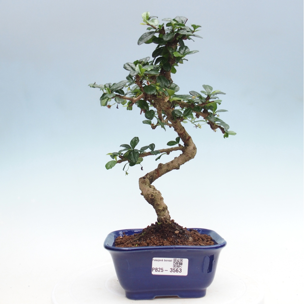 Bonsai pokojowe - Carmona macrophylla - Tea fuki