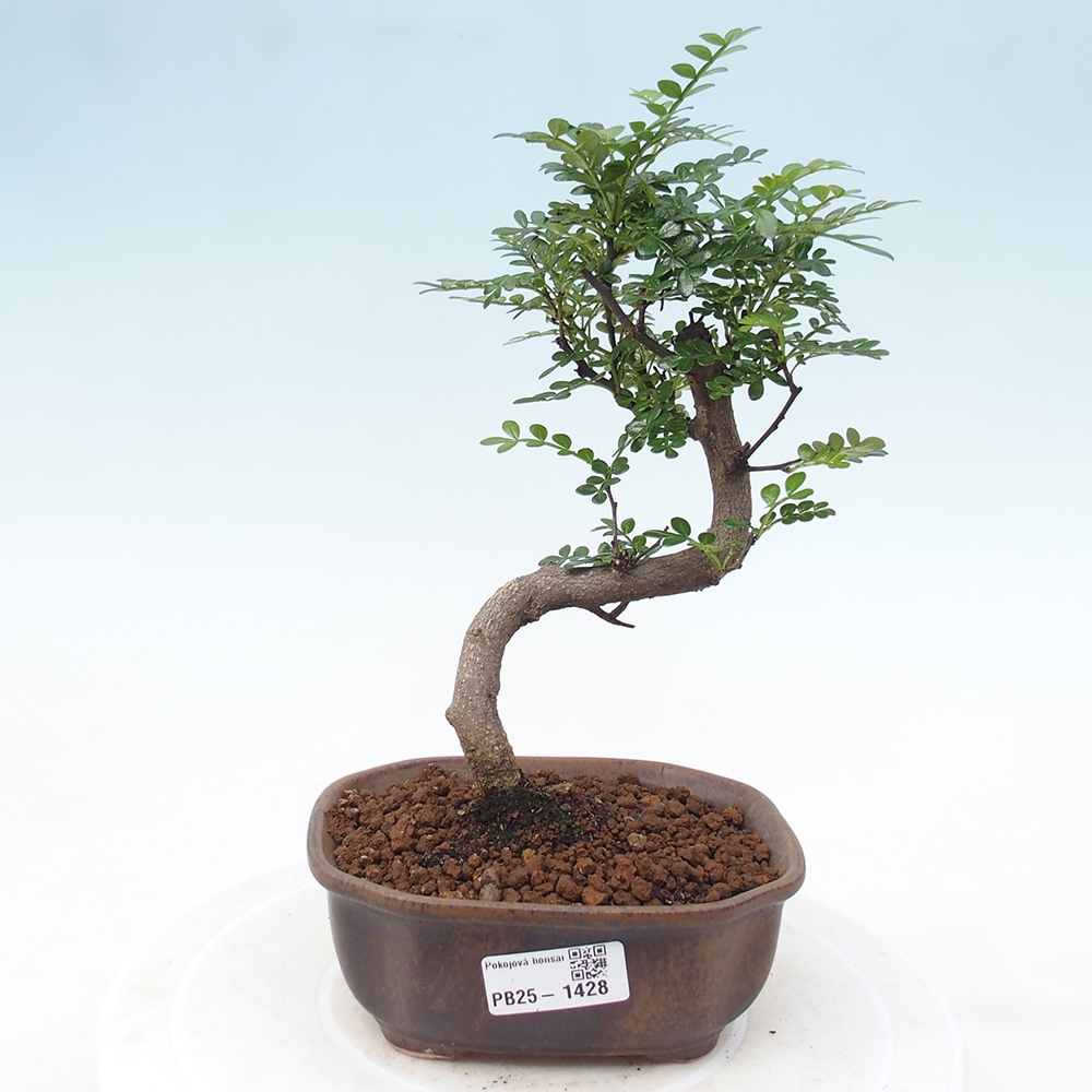 Kryty bonsai - Zantoxylum piperitum - Mięta pieprzowa