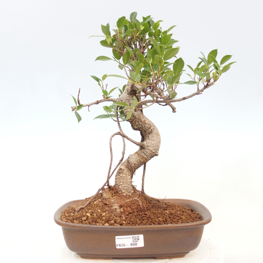 Kryty bonsai - kimono Ficus - figowiec drobnolistny